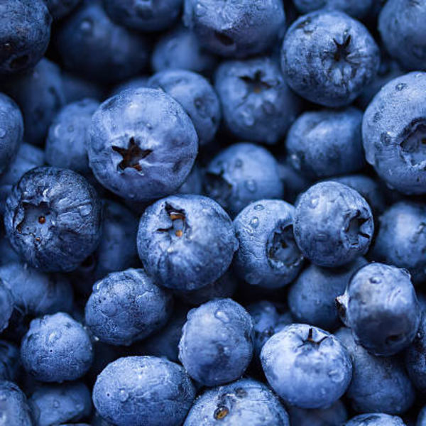 Bilberry-IP CONKA