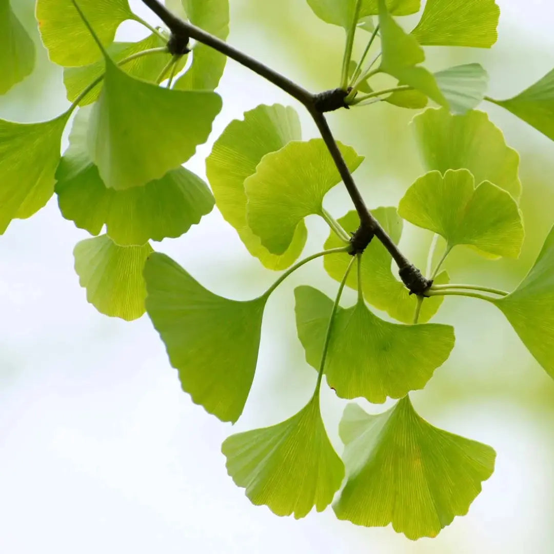 Ginkgo-Biloba-MS CONKA