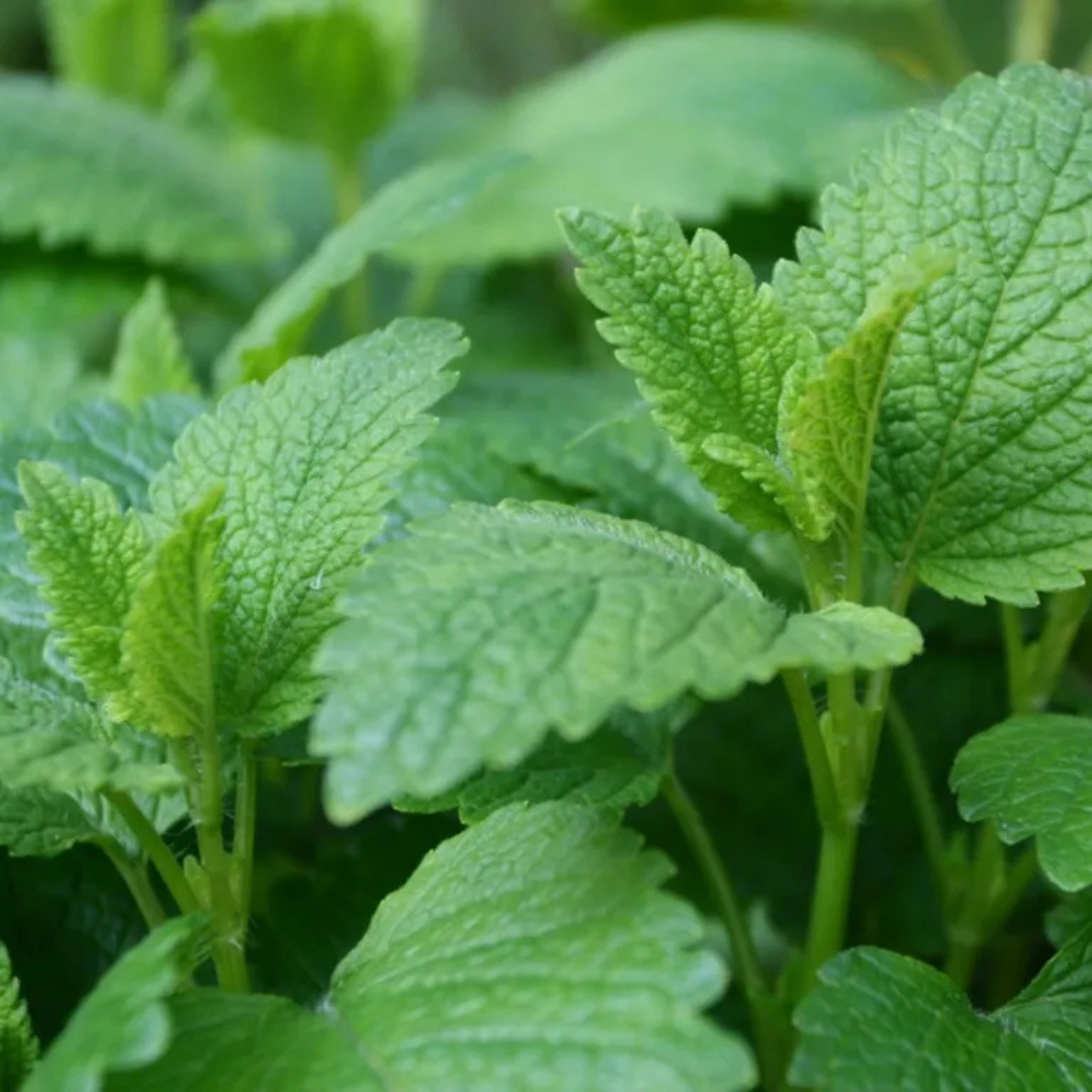 Lemon-Balm-CD CONKA