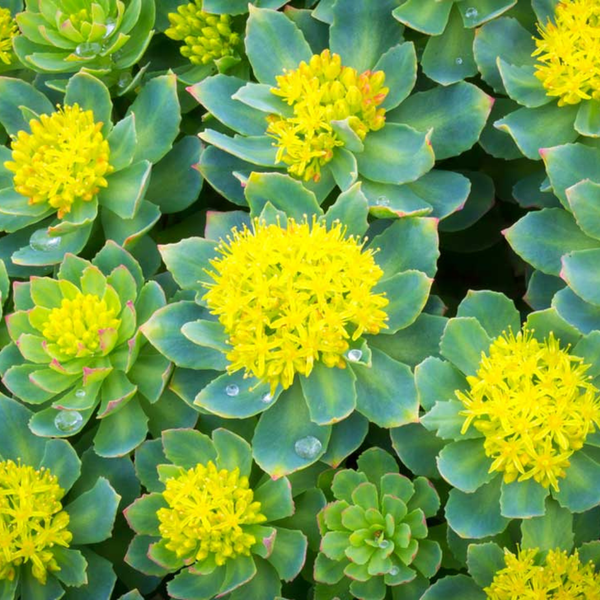 Rhodiola-Rosea-MS CONKA