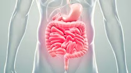 The-Link-Between-Gut-Health-and-Blast-Induced-Trauma-A-Cognitive-Perspective CONKA