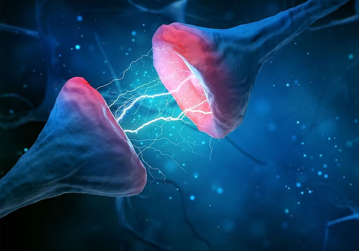 How-the-Brain-Learns-and-Stores-Information CONKA